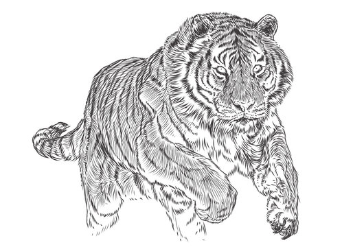 Tiger attack hand draw sketch black line monochrome vector illustration.