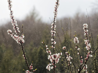 Aprikosen-Blüte im Frühlingsgarten im Regen