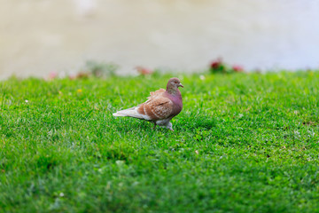 large dove in the Park on green grass