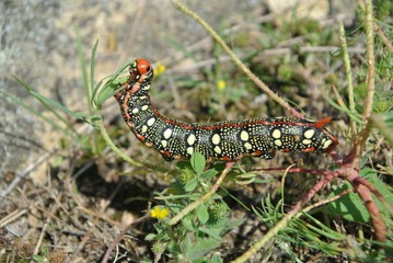 Ballenstein Raupe