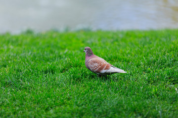 large dove in the Park on green grass