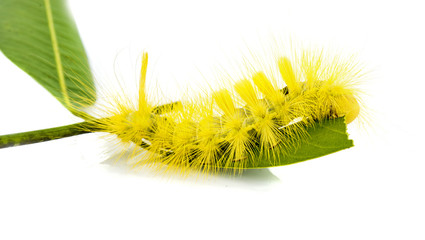 Naklejka premium yellow caterpillar isolated on white