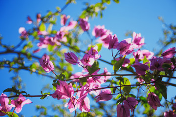 pink flowers with green leaves on sky background