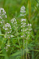 Thume herb
