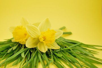 Fototapeta premium Yellow daffodils stock images. Yellow daffodils with grass on a yellow background. Easter decoration on a yellow background. Spring decoration images
