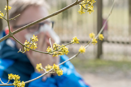 Teenager mit Heuschnupfen putzt sich vor gelb bl&uuml;hender Kornelkirsche die Nase