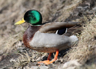 Male mallard (Anas platyrhynchos) in bright nuptial plumage in early spring