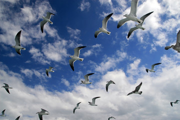 Seagulls, Cayo Blanco, Cuba