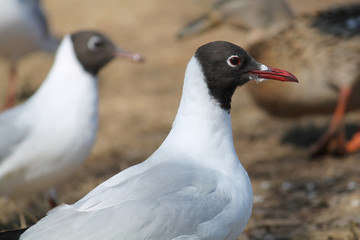 Black-headed gull (Chroicocephalus ridibundus) in adult summer plumage