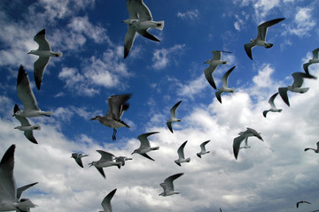 Seagulls, Cayo Blanco, Cuba