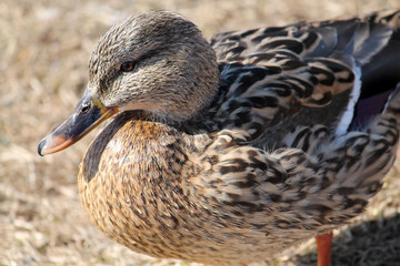 Female mallard (Anas platyrhynchos) in nuptial plumage