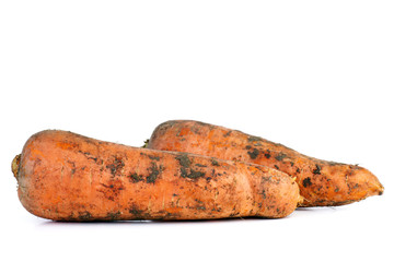 Two fresh dirty carrots