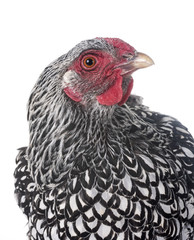 silver-laced Wyandotte chicken