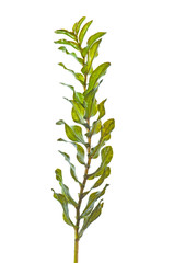 Canadian pondweed