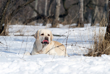 cute yellow labrador in winter in snow portrait