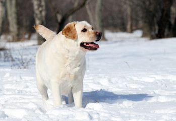 the yellow labrador in winter in snow portrait