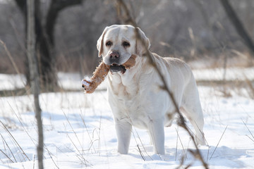 yellow labrador in winter in snow with a toy