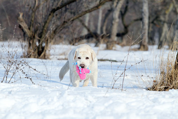 a yellow labrador in winter in snow with a toy