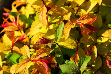 Spirea japonica `Golden Princess`, closeup on wet branches just after the rain