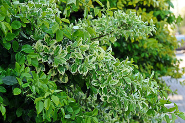 Euonymus fortunei, various climbing varieties