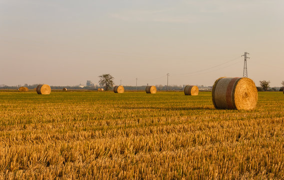 close-up of a hay cylindrical bale in a farmland/ expanse of hay cylindrical bales in a farmland at sunset