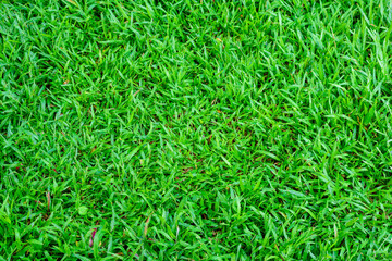Green grass texture