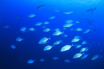 Fototapeta na wymiar Trevally fish underwater