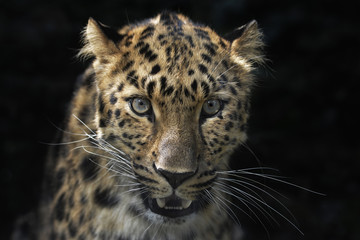 Der Leopard