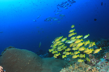 Naklejka na ściany i meble Coral reef and fish underwater
