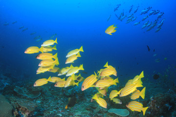 Naklejka na ściany i meble Coral reef and fish underwater
