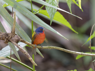 Male painted bunting on branch