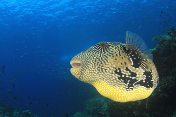 Giant Puffer fish