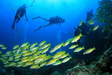 Fototapeta na wymiar Scuba dive on coral reef underwater