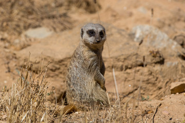 meerkat