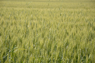 wheat field in tuscany
