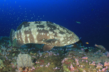 Marbled Grouper fish