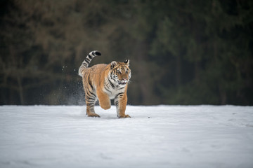 Siberian Tiger in the snow (Panthera tigris)	