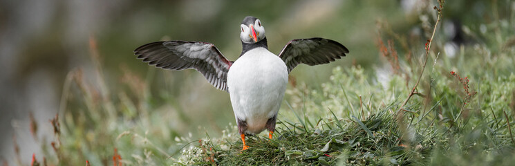 North Atlantic puffins at Faroe island Mykines