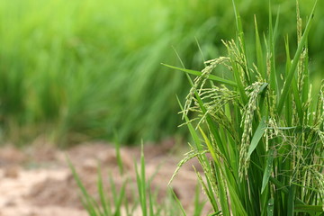 Rice seed on green cornfield and soil background in Thailand