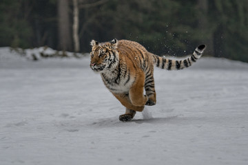 Siberian Tiger in the snow (Panthera tigris)	