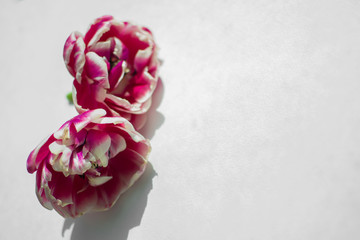 pink Tulip buds on white background