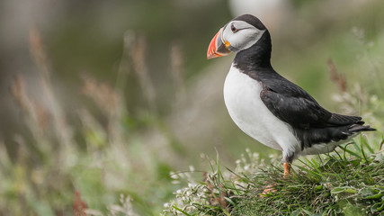 North Atlantic puffins at Faroe island Mykines
