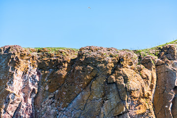 Gannet bird flying by Rocher Perce rock cliff in Gaspesie region of Quebec, Canada