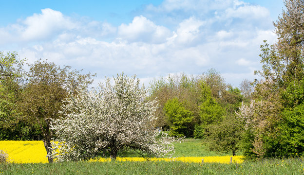 Les collines de Rixheim au printemps