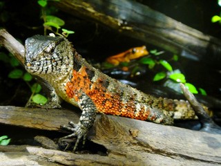 colorful patterned reptile