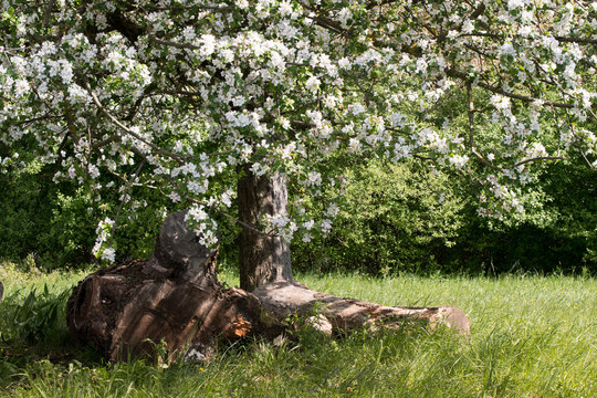 Pommier sauvage sur les collines de Rixheim au printemps