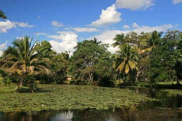 Fototapeta na wymiar Zapata Swamp Landscape, Zapata Peninsula, Cuba