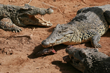 Obraz premium Cuban crocodile, Zapata Swamp, Zapata Peninsula, Cuba