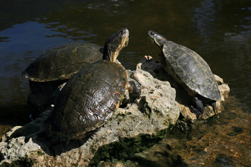 Team of turtles, Zapata Peninsula, Cuba