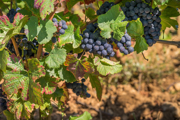 raisins dans les vignes